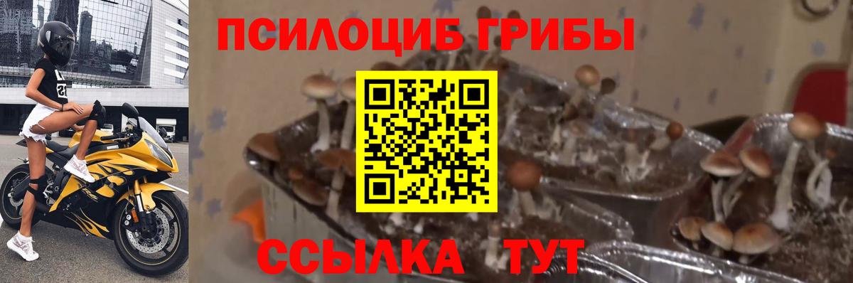 Шарыпово  Псилоцибиновые грибы ЛСД  Галлюциногенные грибы прущие грибы  купить наркоту  Вход с VPN 